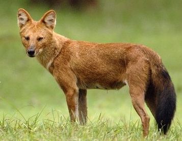 豺狗(学名cuon alpinus)别名红狼,豺,苗狗,亦称苗狼,属于犬科,外形与