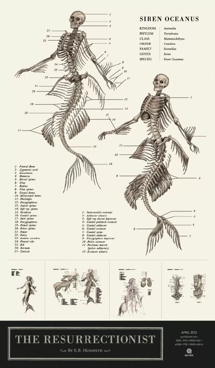 可以看出上图是美人鱼的骨架与设定, 责任编辑