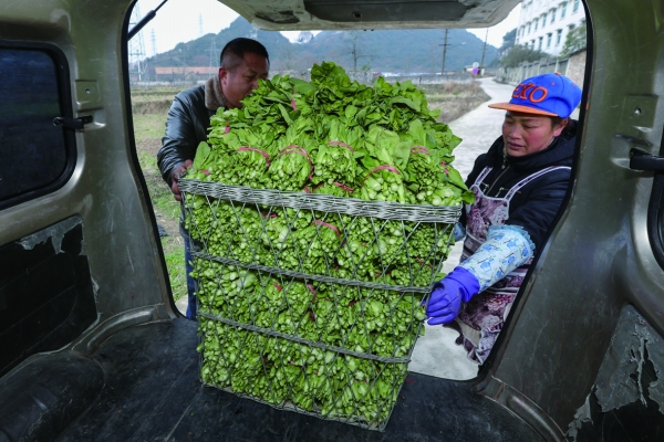 从田间到市场一篮蔬菜的旅程