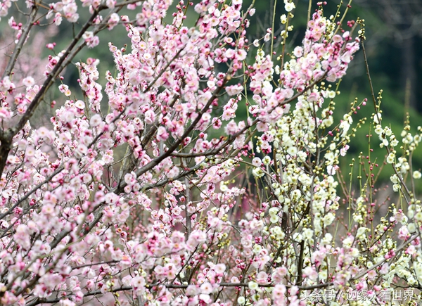 诗人口吐芬芳_人口普查