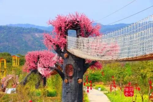 [赏樱花]《十二道锋味》拍摄点长岐古村,从化天适樱花悠乐园一天