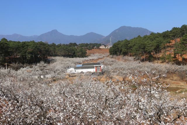 美爆西昌樟木箐樱桃花开正当时错过等一年