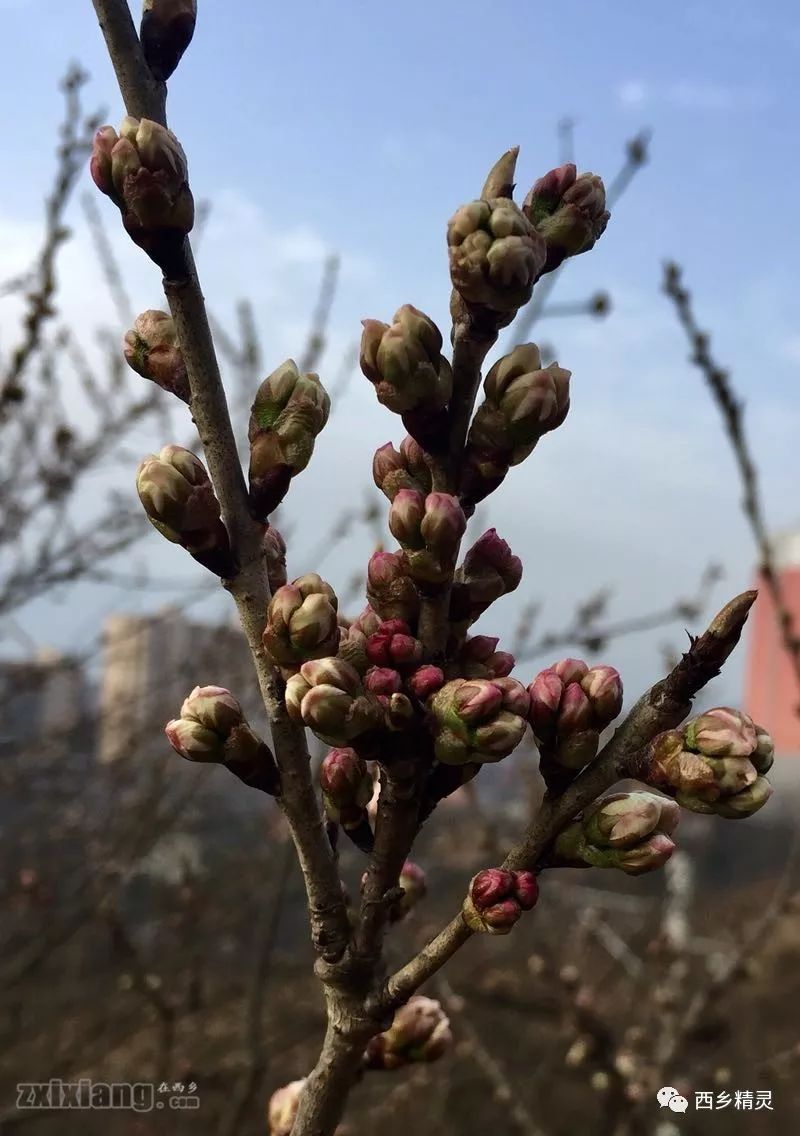 西乡樱桃沟,花蕾蠢蠢欲动!