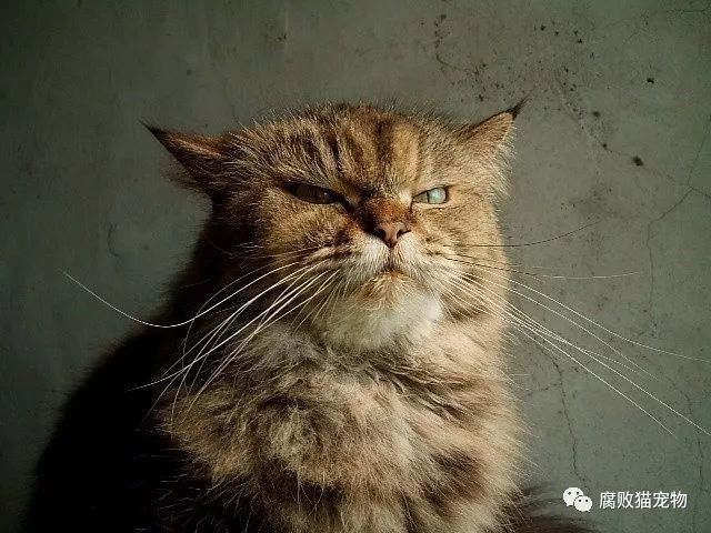 24岁的猫奶奶是怎样子的呢?