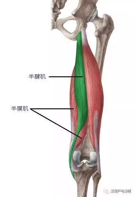 近侧端:通过与股二头肌长头和半膜肌的共同肌腱,附着于坐骨结节的后面