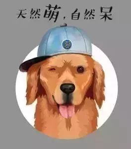 校长好想给你颁个奖 三好学员~ 金毛寻回犬,性格善良友好,非常忠诚.