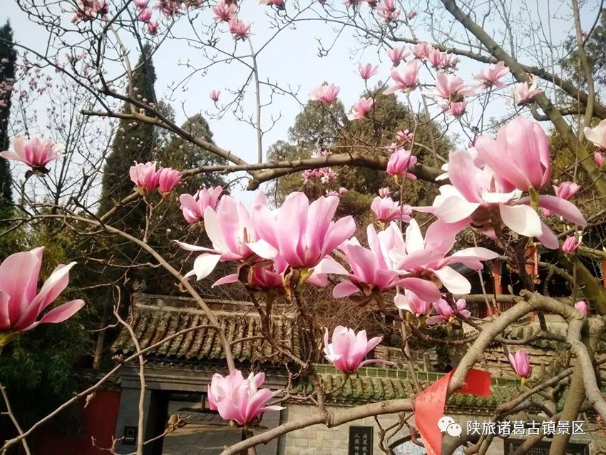 【三国圣地 美丽勉县】古旱莲丨世间仅一株,生于古祠,三月花开