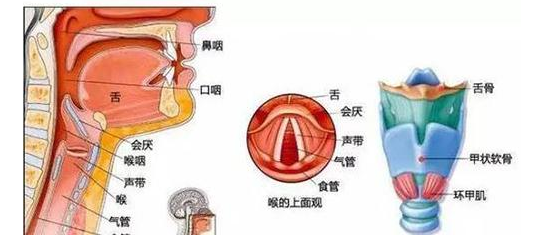 嗓子疼也"要命"?给死亡"定时"的急性会厌炎会让人"一炎封喉"!