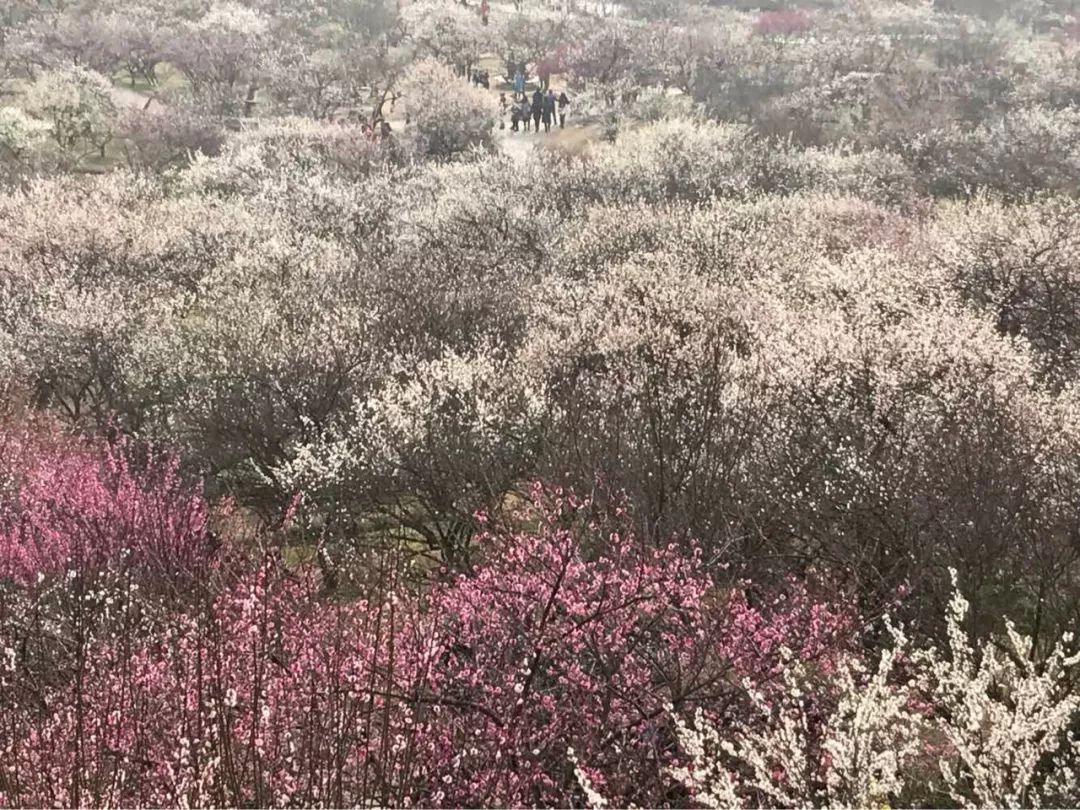 光福香雪海苏州有哪些赏梅好去处吧!