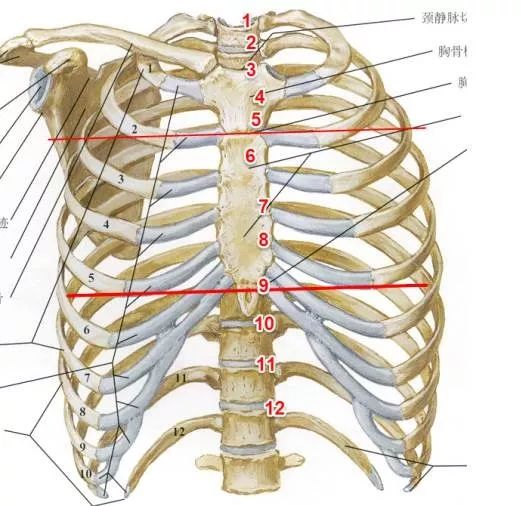 就要从数肋骨说起了,数清了肋骨,也就可以快速的明确胸腔积液的液面了