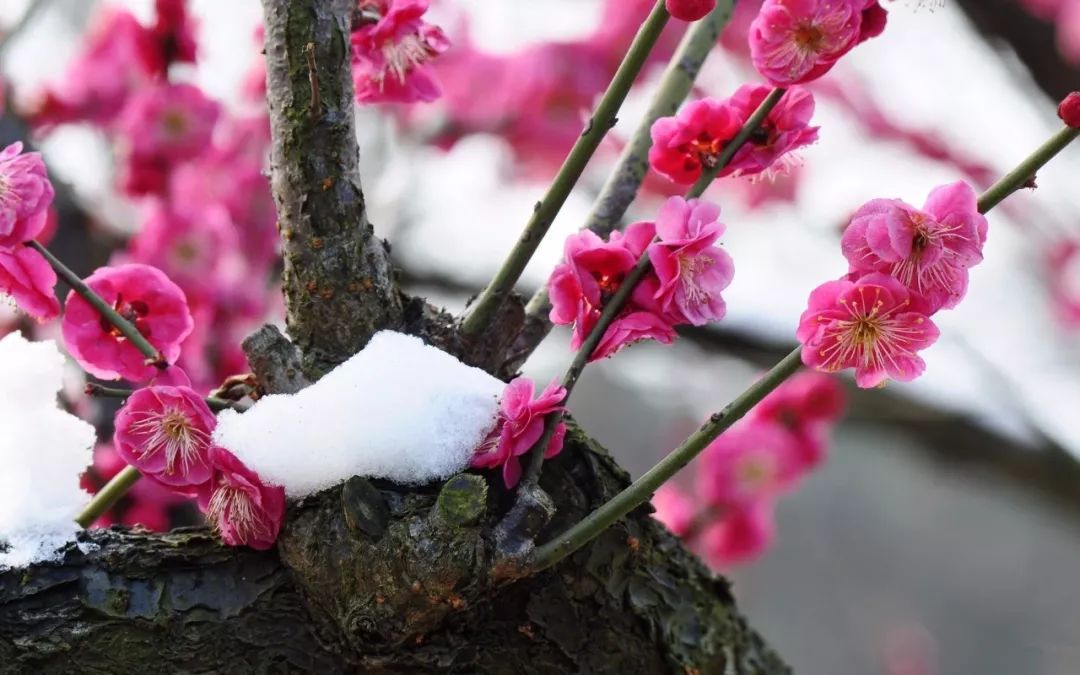 绿草和梅花猜成语_绿草和绿树图片(3)