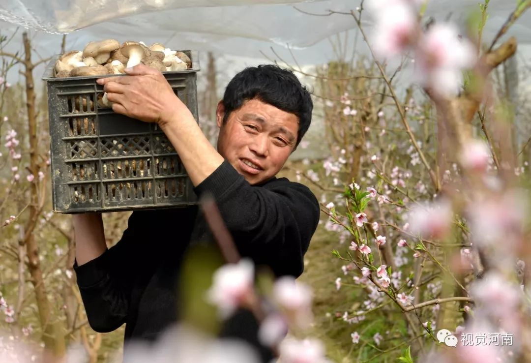 早春,夏邑县杨集镇青年农民平领化的果蔬园里处处是景,遍地生金.