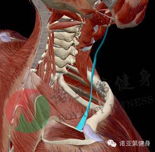 肩胛舌骨肌附着点起点:肩胛骨上缘止点:舌骨体下缘功能:压低舌骨神经