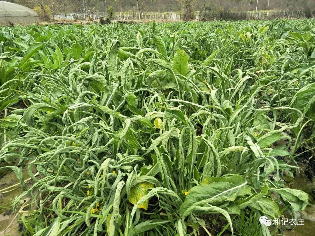 3月1日3月4日菜单