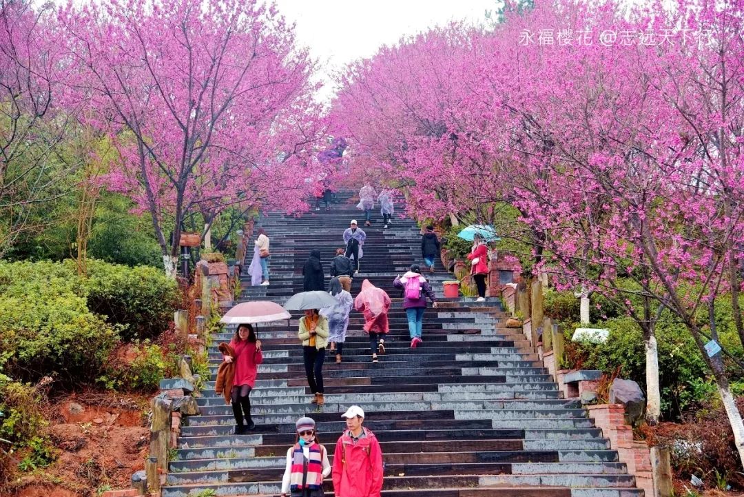 【活动招募】3月10日到"大陆阿里山"龙岩永福赏中国最美的樱花