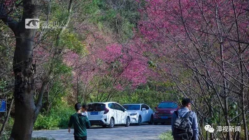 给春天增添多情的色彩 地理位置: 龙海石码镇紫云岩樱花谷 龙海紫云岩