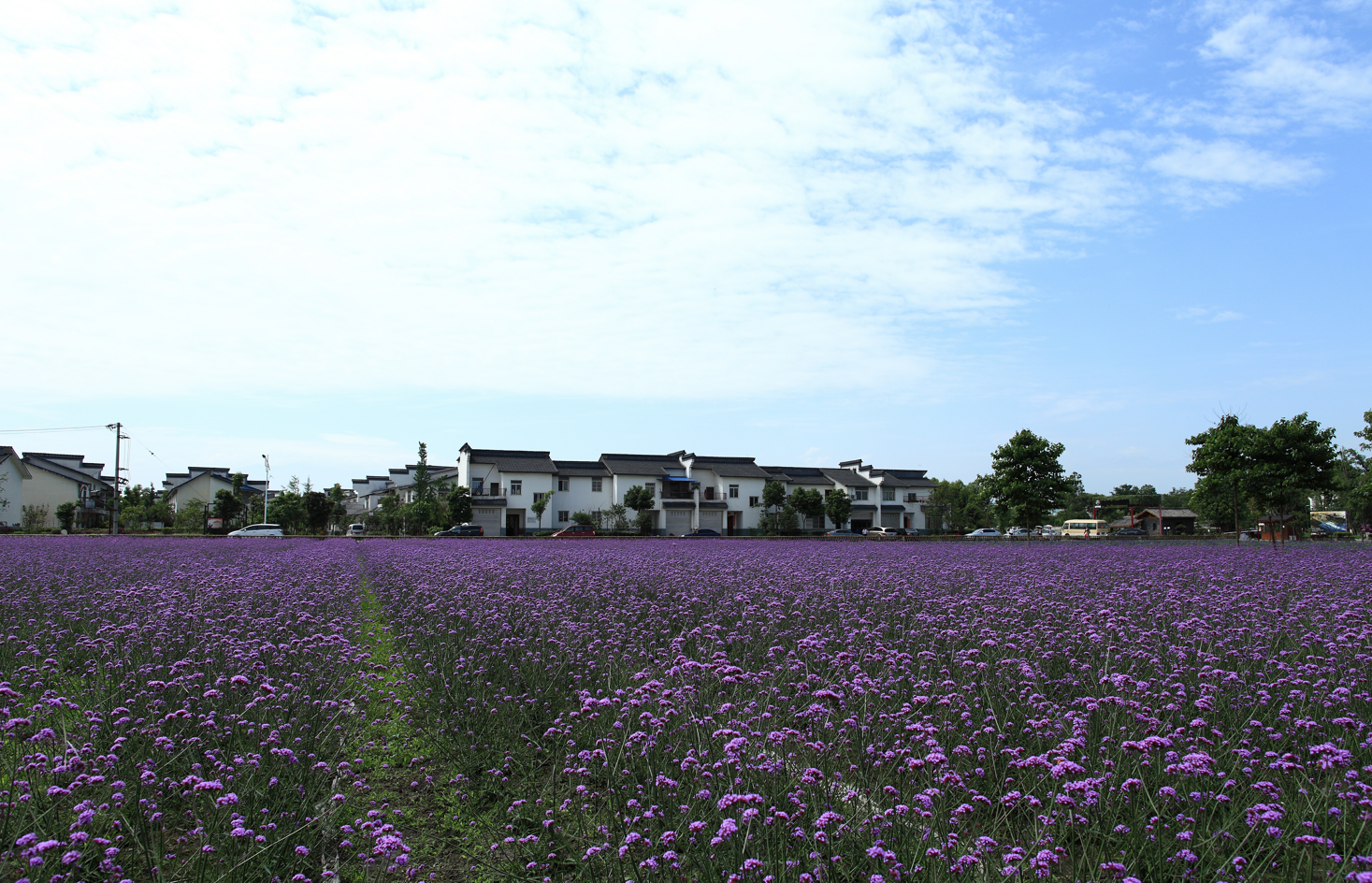 成都市郫都区战旗村:全力走在乡村振兴前列