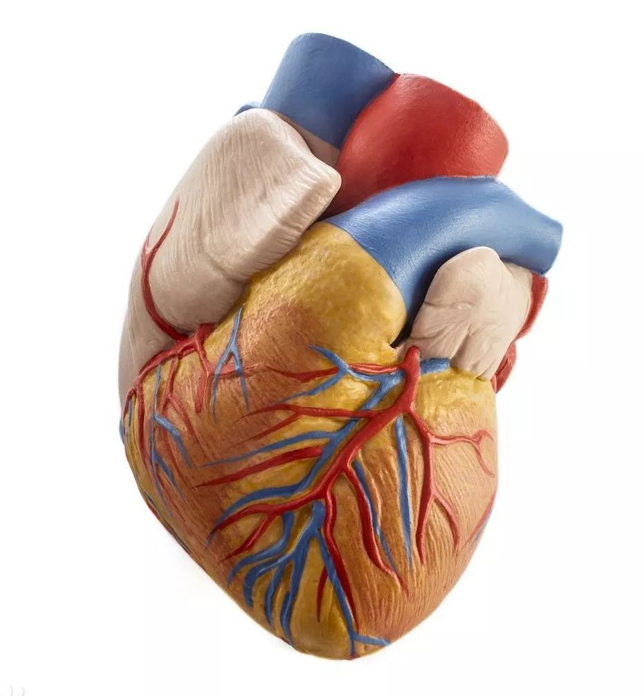 让您了解心脏的解剖结构