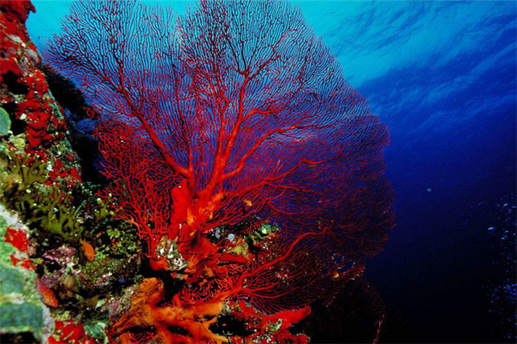 宝石界的千年灵物——红珊瑚,你了解它么?