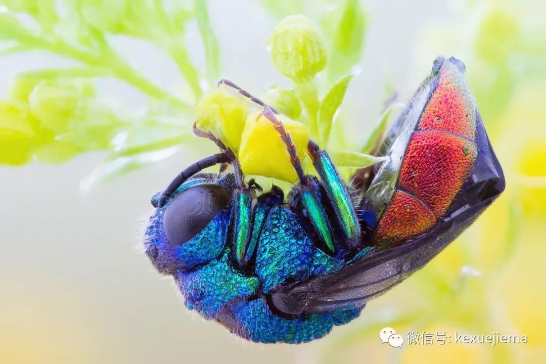 停在蓬子菜上的青蜂科黄蜂(cuckoo wasp).