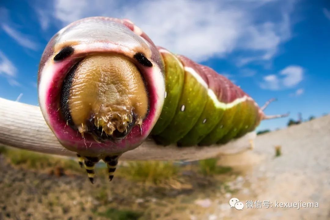 盘点生活在地球上的外星生物