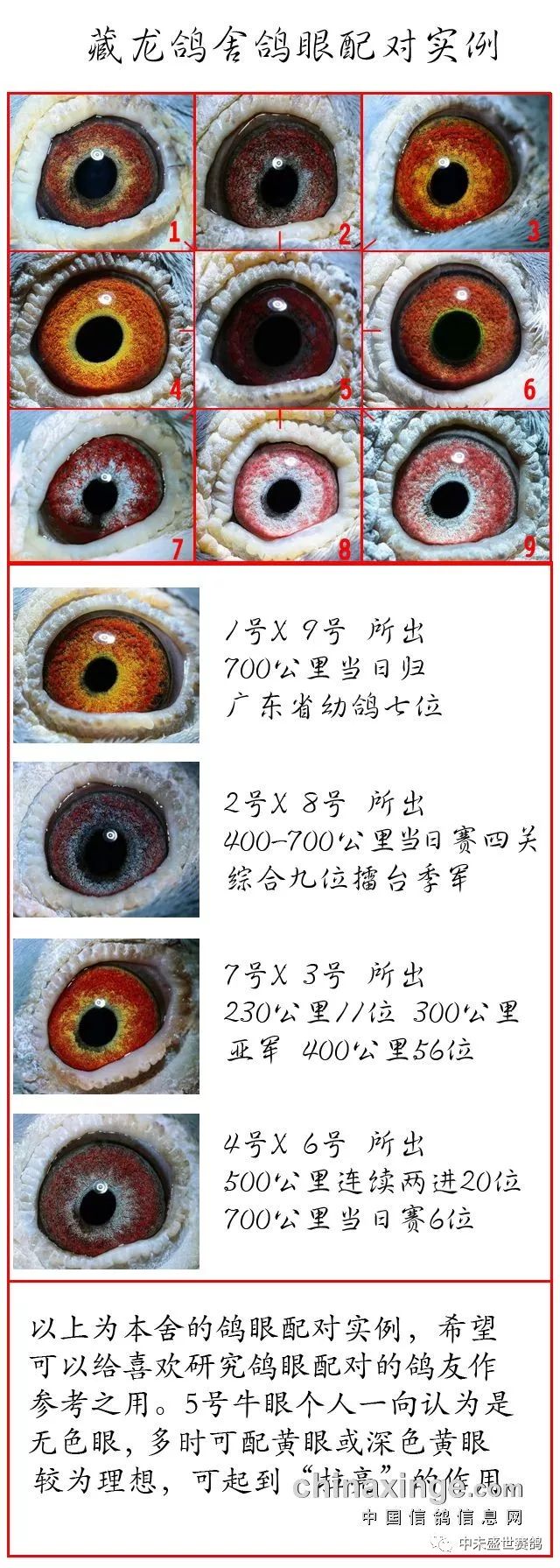 军鸽大王陈文广的引育结合