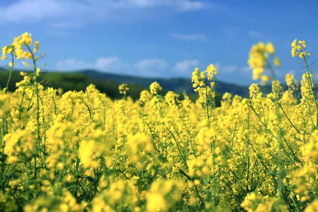 门票:免费 地址:广东省东莞市桥头镇莲湖公园 增城正果湖心岛油菜花