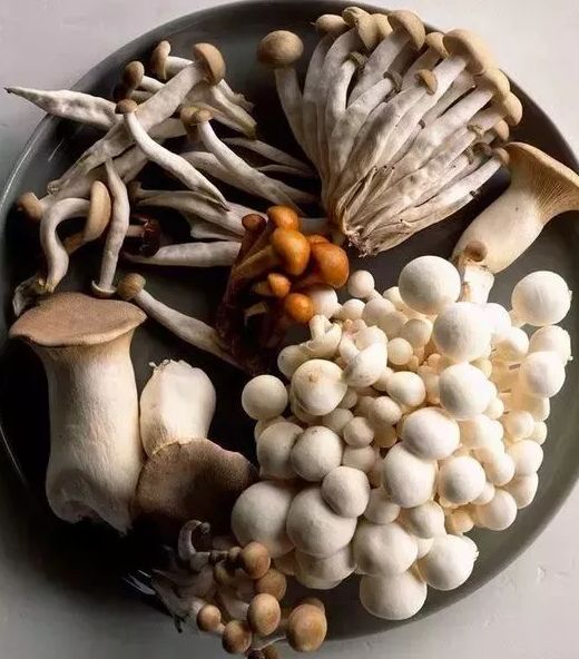 【生活】煮蘑菇少了这一步,营养全浪费,现在知道还不晚!