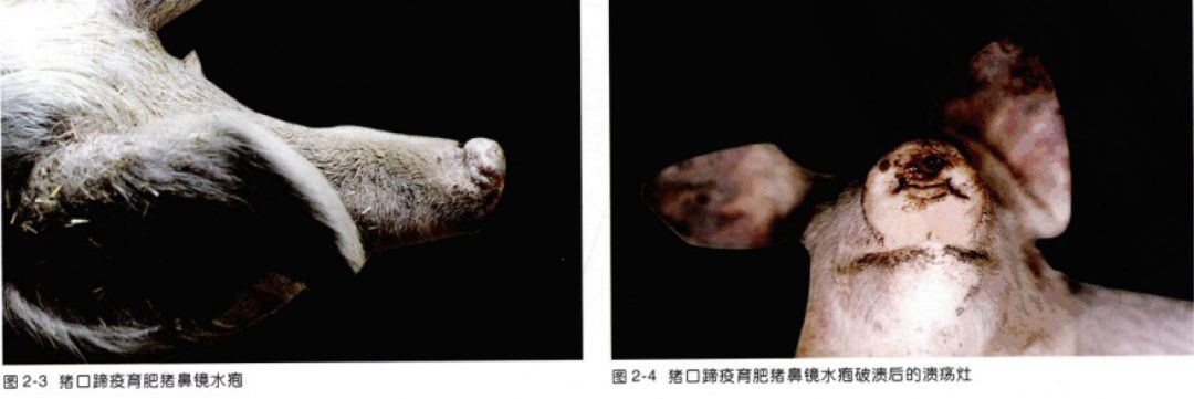 (收藏)猪病诊断与防治 —— 口蹄疫&猪传染性胃肠炎(大量图文)