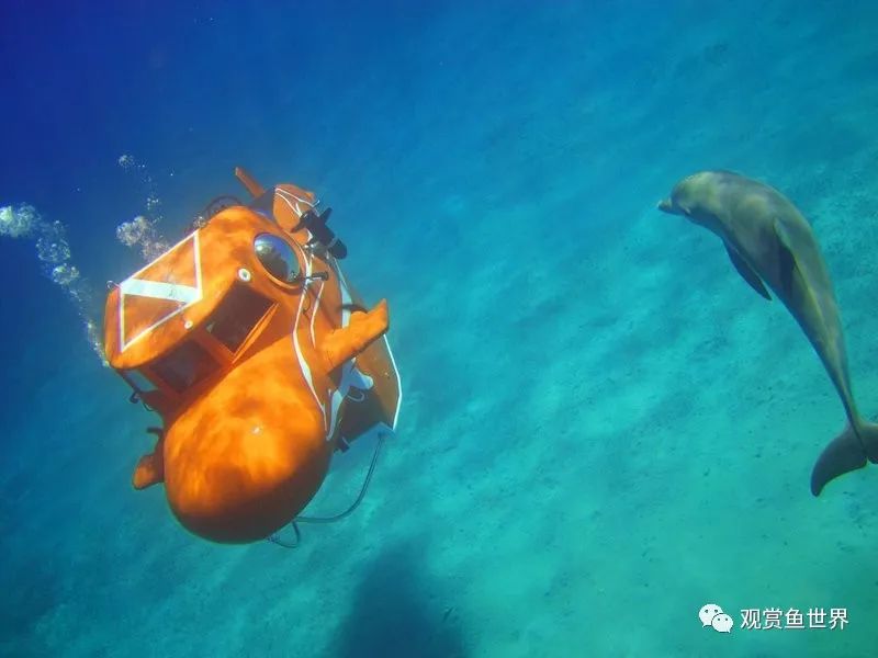 潜水艇鱼【以上内容节选自公众号ifish三湖相关文章《三湖鱼名堂