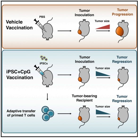 斯坦福大学 Joseph Wu 用诱导性多能干细胞研发新型抗癌个性化疫苗