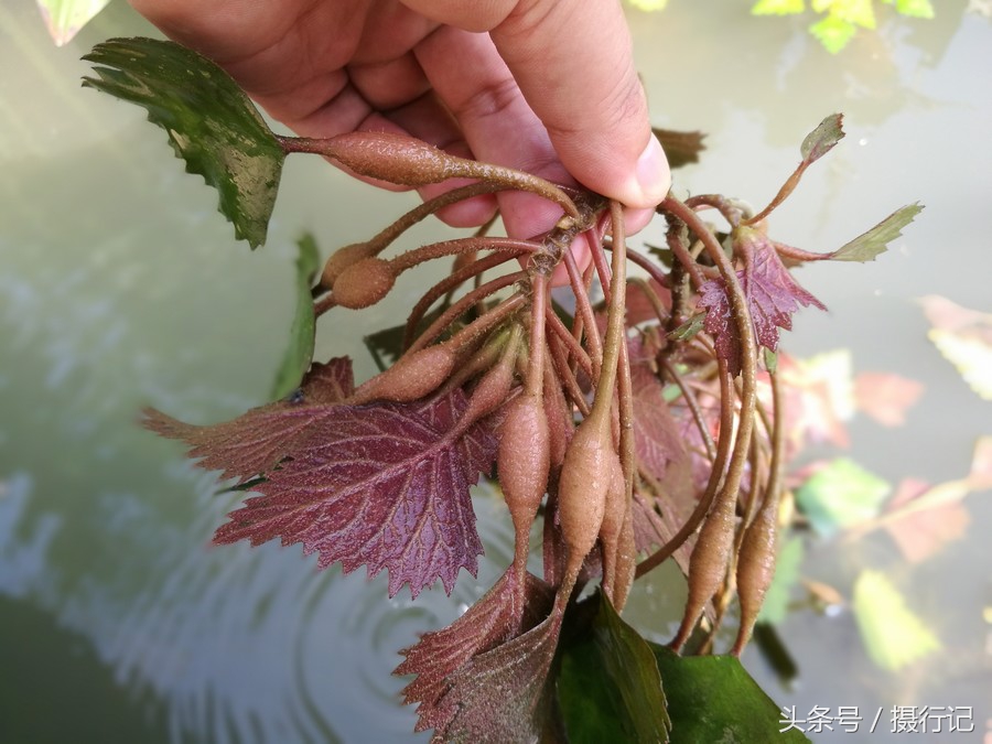 这五种植物结的果实,在农村随处可见,您认识几种?各有