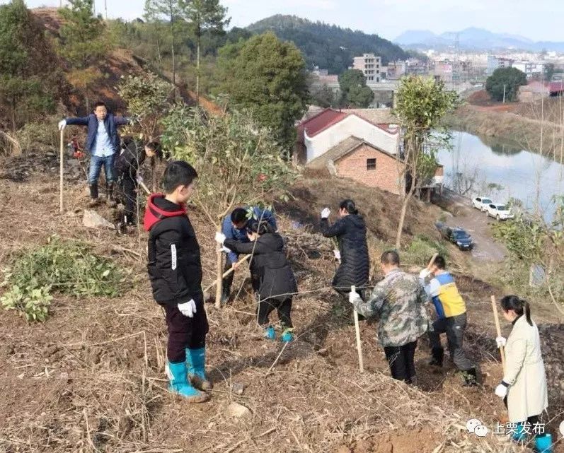 上栗镇 春季义务植树活动