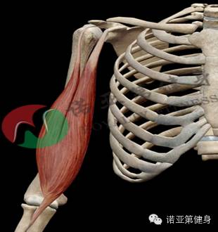 肱二头肌附着点长头起点:肩胛骨盂上结节短头起点:肩胛骨喙突止点