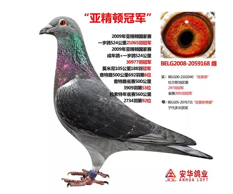 16年武汉福齐鸽王总冠军安华鸽业18年幼鸽预定出售1000元一羽血统乔斯
