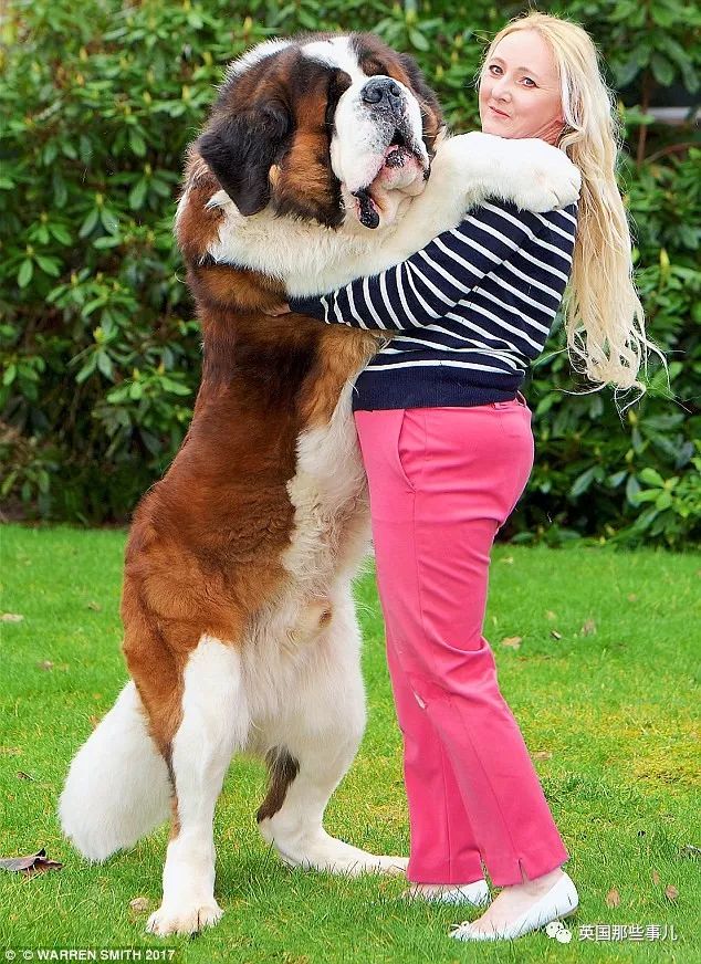 但是当时太小买不起, 现在养了hugo之后,她觉得大型犬真的很适合自己