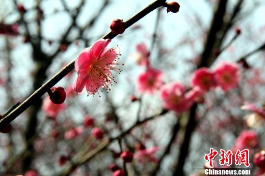 安徽休宁金佛山:梅花朵朵开 游客纷纷来图片
