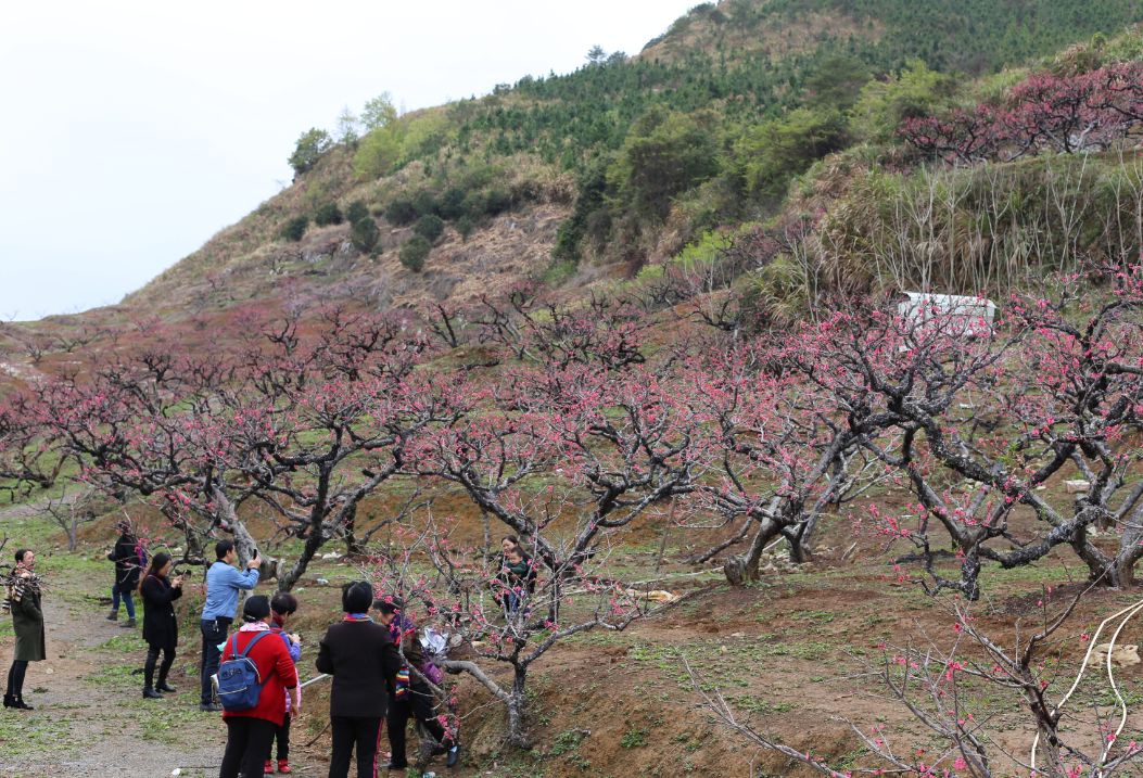 "许下桃花约,三生不分离"翁源2018水墨桃花节·新年味