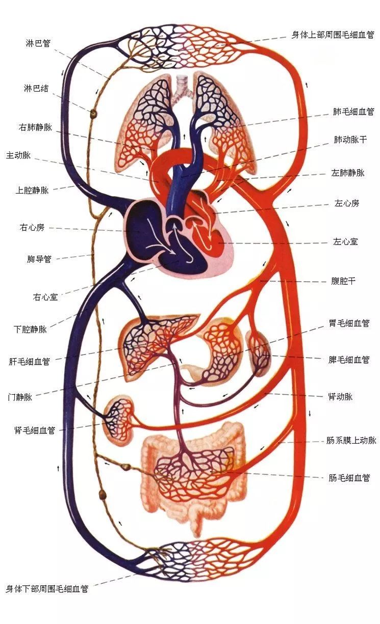 血流动力学的监测和临床应用