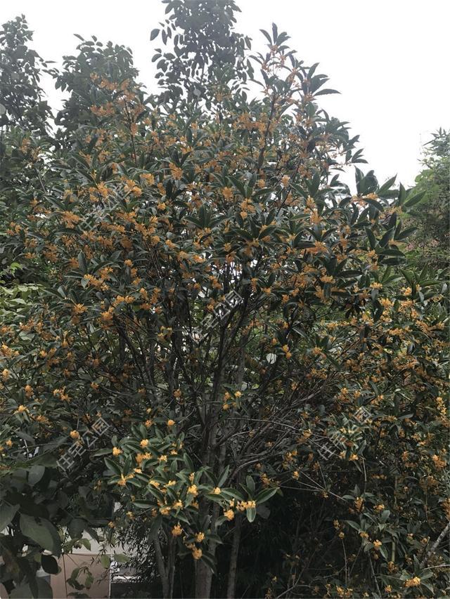 农村院子荷花池好不好