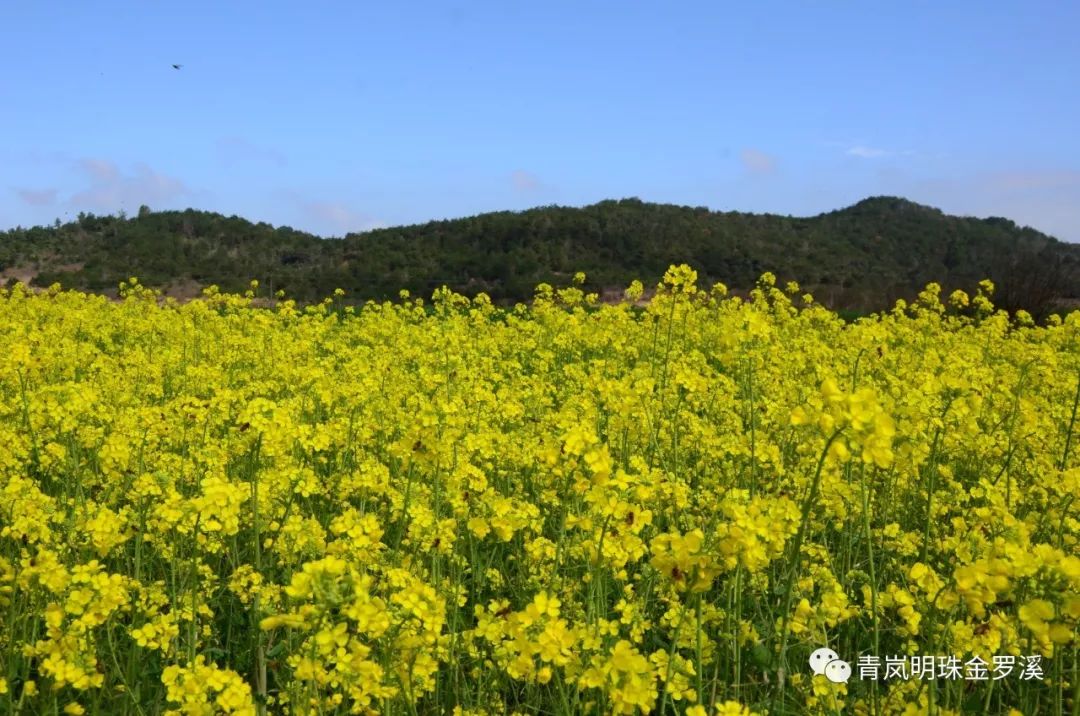 罗溪万亩油菜花海花情报告