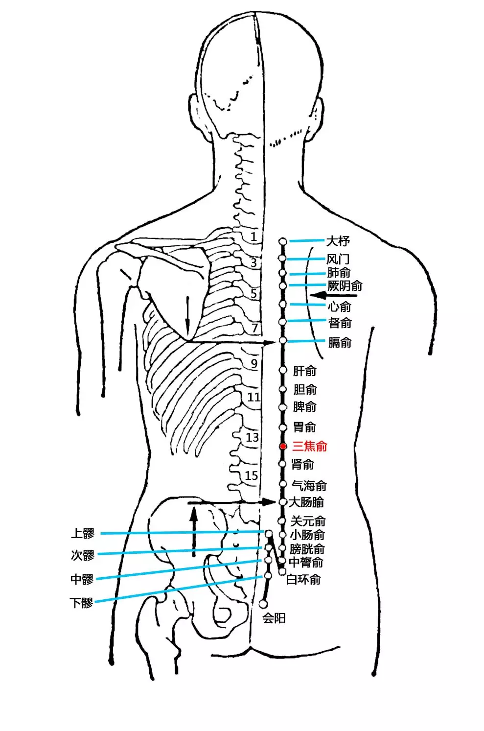 中医专长医师资格考试-三焦俞-穴: 主治呕吐,呃逆,饮食不化等