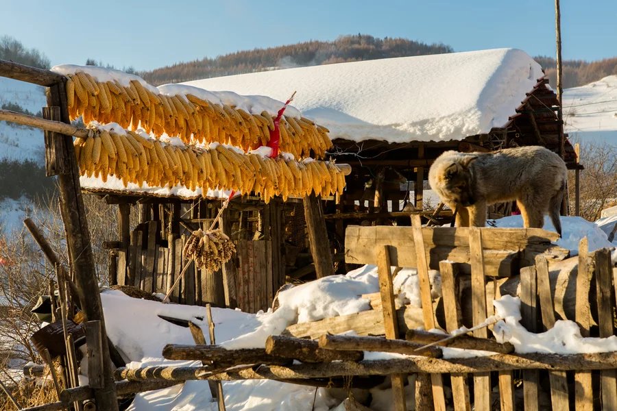 蓝天白雪土坯房子偶尔传来一声鸡叫北方农村别样的美