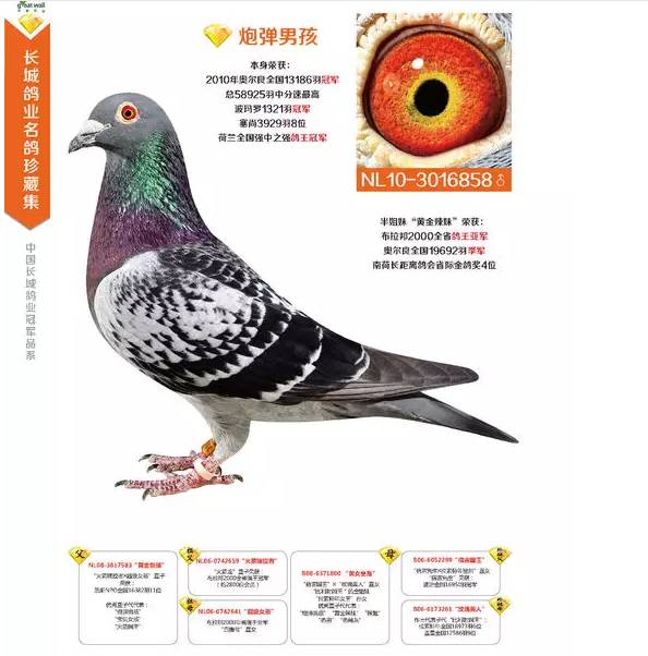 【鸽赏图】北京长城鸽业优秀名鸽赏析