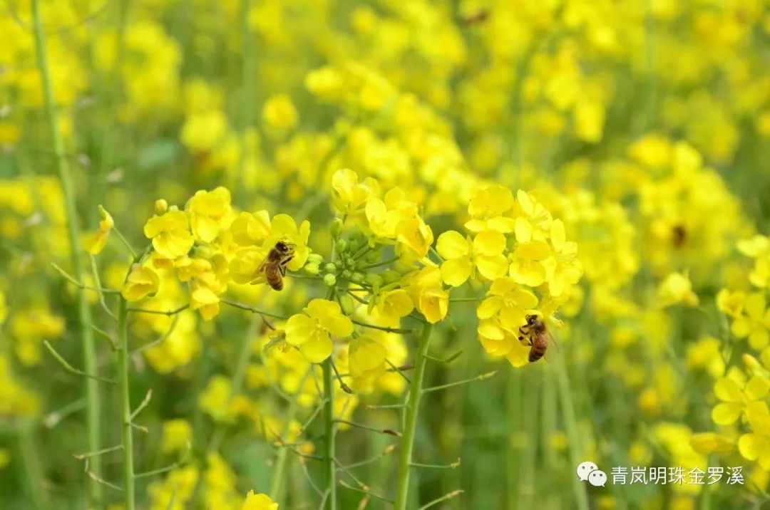 小编特地前往罗溪镇万亩油菜花海,实地查看了油菜花生长状况,以便让