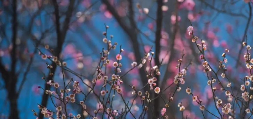 春风拂面陌上花开