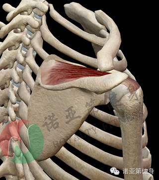 肩胛骨到底有多少块肌肉(完整版)