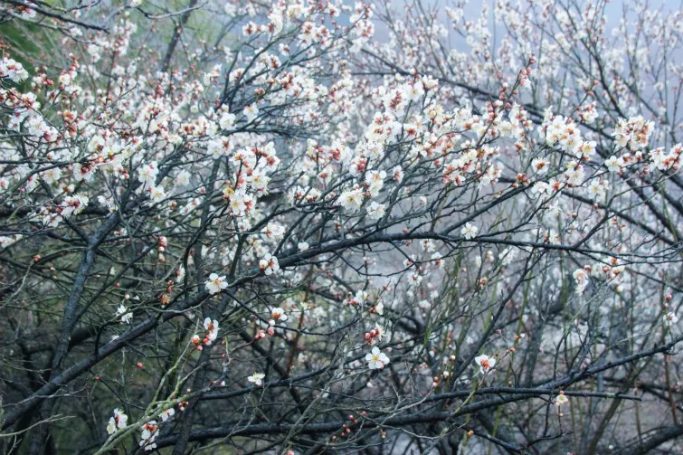 邂逅安吉梅花沟|3月4日,赏千亩梅林盛景,浙北竹林挖冬笋