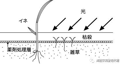 水田除草剂是什么原理_玉米打什么除草剂最好(2)