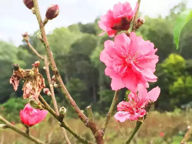 在哪桃花盛开的地方笛子曲谱_笛子曲谱(2)